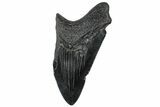 Partial, Fossil Megalodon Tooth - South Carolina #300138-1